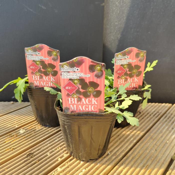 ポピー ブラックマジック 3号×3株セット｜鉢花04-PA | 草花 | 赤塚