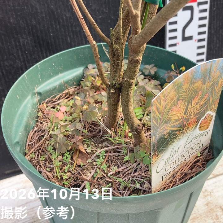 アカシア フェニックスゴールド 6号|花木04-PA