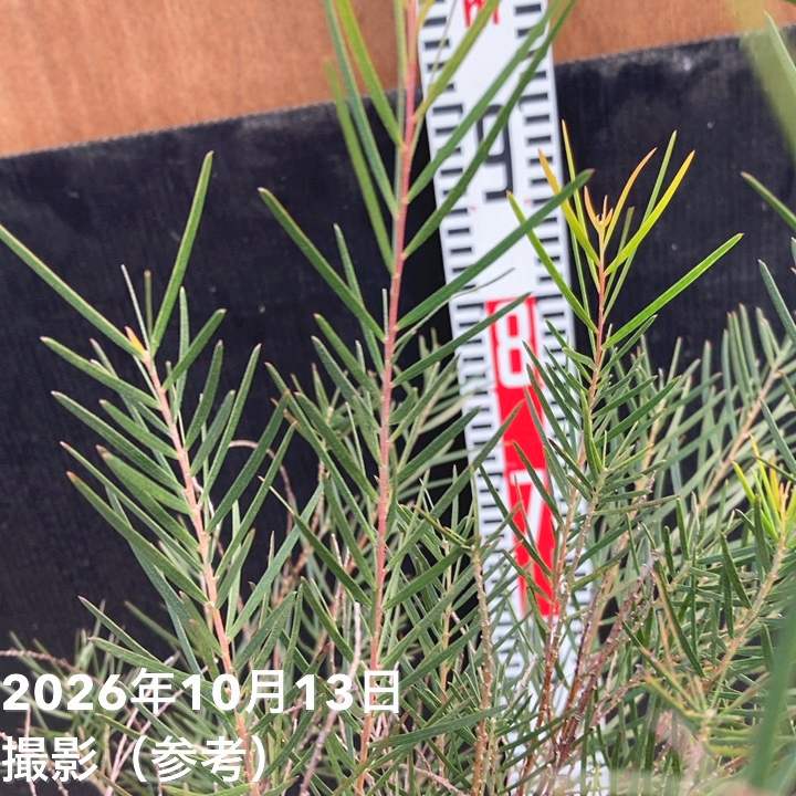 アカシア フェニックスゴールド 6号|花木04-PA
