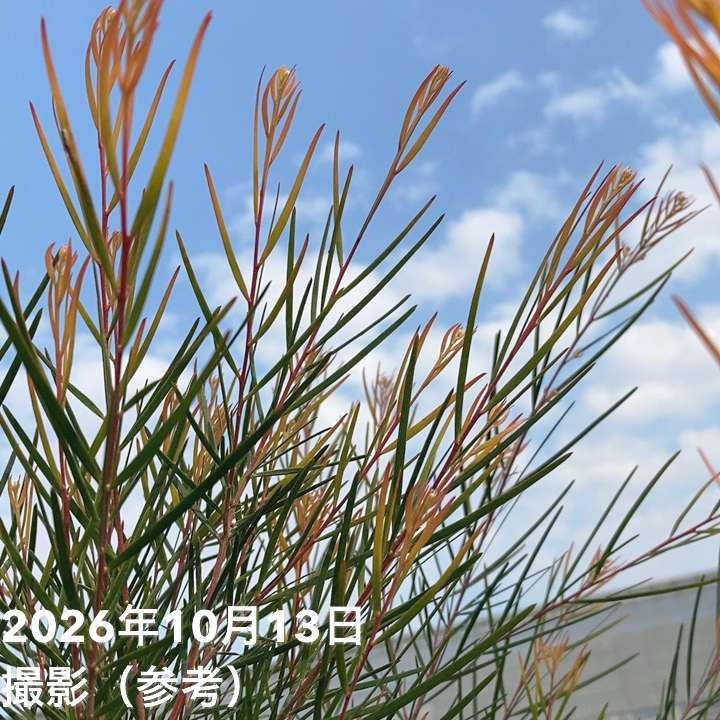 アカシア フェニックスゴールド 6号|花木04-PA