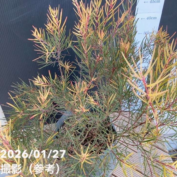 アカシア フェニックスゴールド 6号ポット｜花木04-PA | 花木・庭木