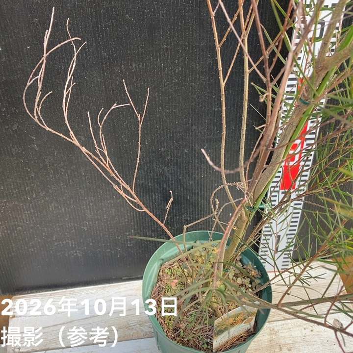 アカシア フェニックスゴールド 6号|花木04-PA