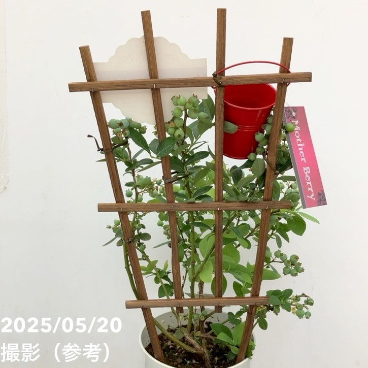 ブルーベリー 5号 2種植え（シャープブルー、ミスティー）｜果樹10-TU