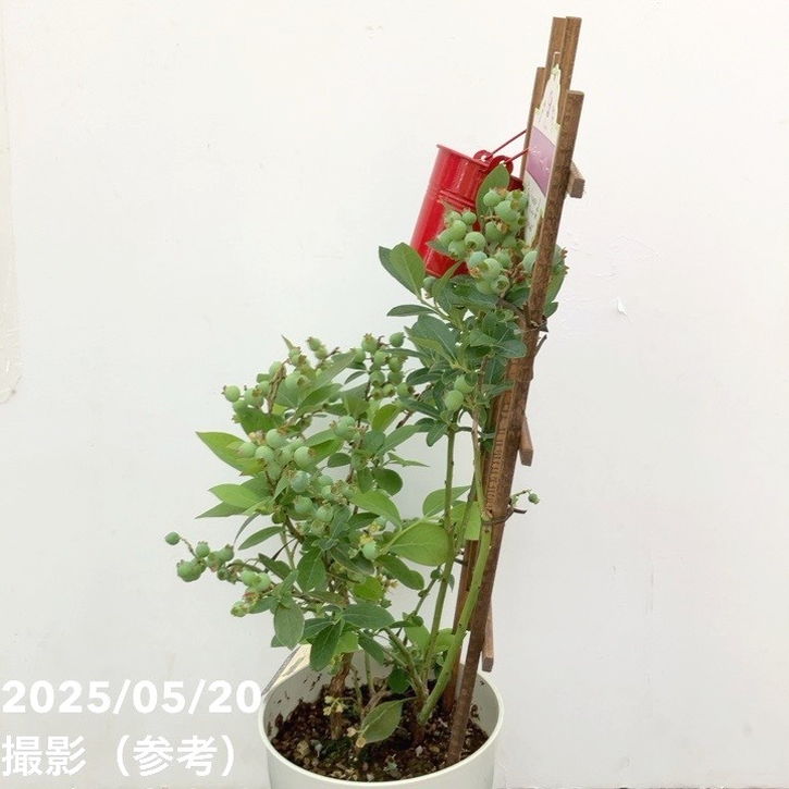 ブルーベリー 5号 2種植え（シャープブルー、ミスティー）｜果樹10-TU