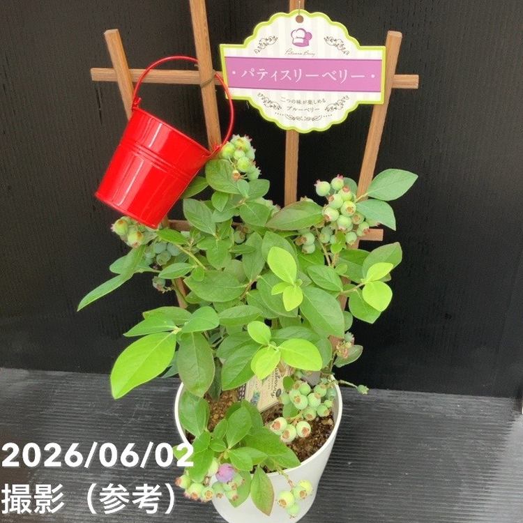 ブルーベリー 5号 2種植え（シャープブルー、ミスティー）｜果樹10-TU