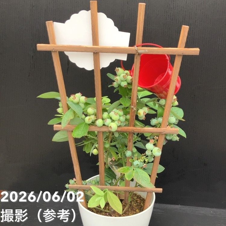 【65周年記念セール】ブルーベリー 5号 2種植え(シャープブルー、ミスティー)|果樹10-TU