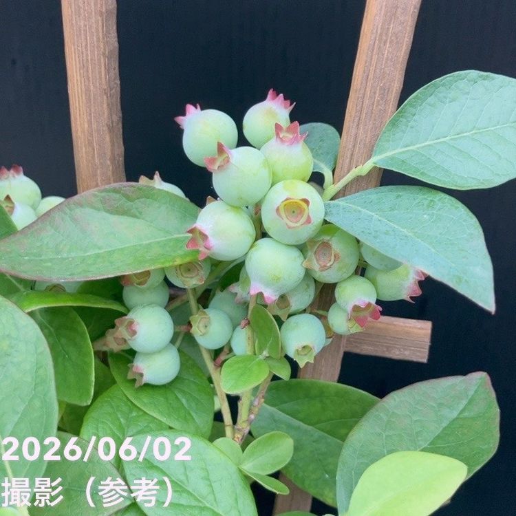 ブルーベリー 5号 2種植え（シャープブルー、ミスティー）｜果樹10-TU