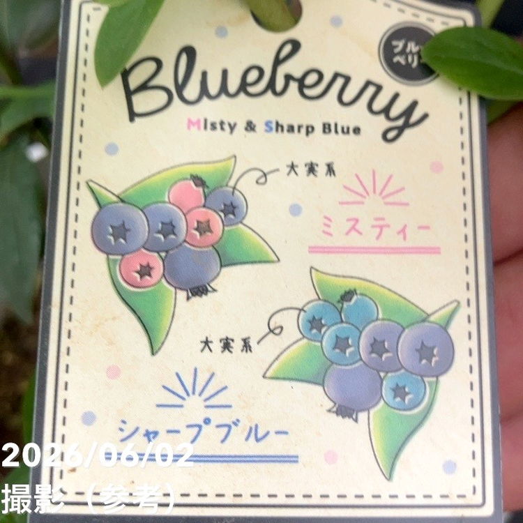 ブルーベリー 5号 2種植え（シャープブルー、ミスティー）｜果樹10-TU