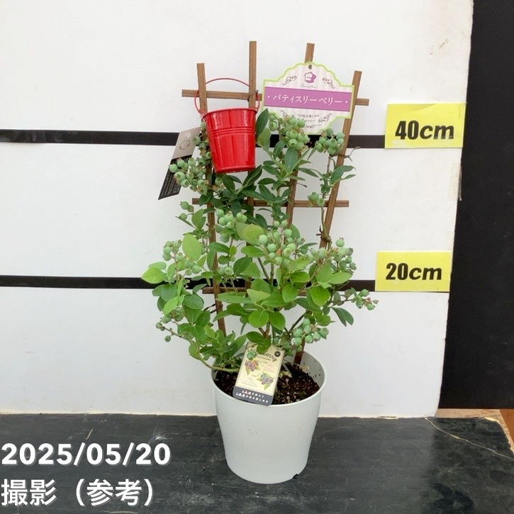 ブルーベリー苗ミスティ3.5号ポット42本セット ブルーベリー 苗木 3.5