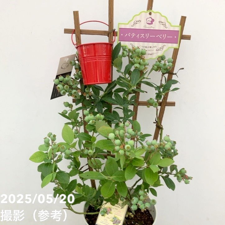 ブルーベリー苗オニール＆シャープブルー大苗2本セット ブルーベリー苗 シャープブルー&オニール中苗2本セット