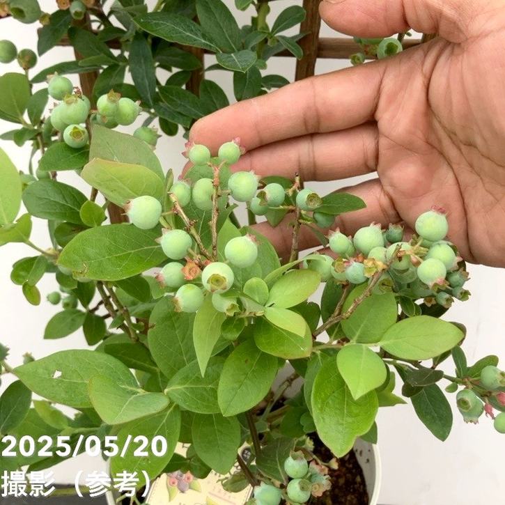 ブルーベリー 5号 2種植え（シャープブルー、ミスティー）｜果樹10-TU