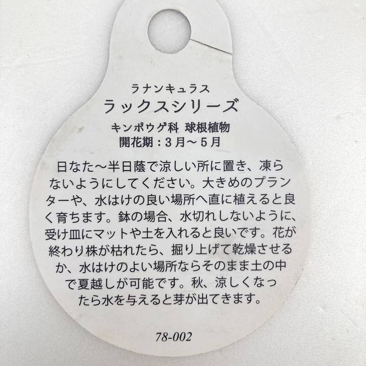 ラナンキュラス ラックスシリーズ 5号 ベスタリス｜草花10-TU | 草花