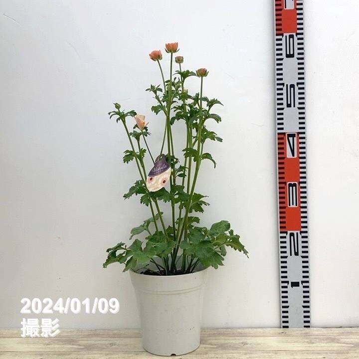 ラナンキュラス ラックスシリーズ 5号 ベスタリス｜草花10-TU | 草花