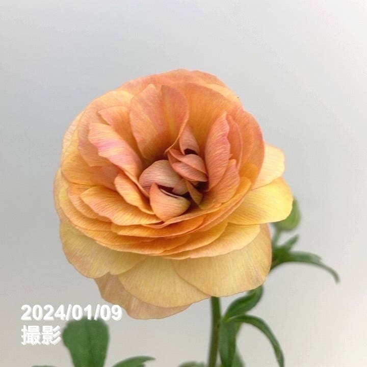 ラナンキュラス ラックスシリーズ 5号 ベスタリス｜草花10-TU | 草花