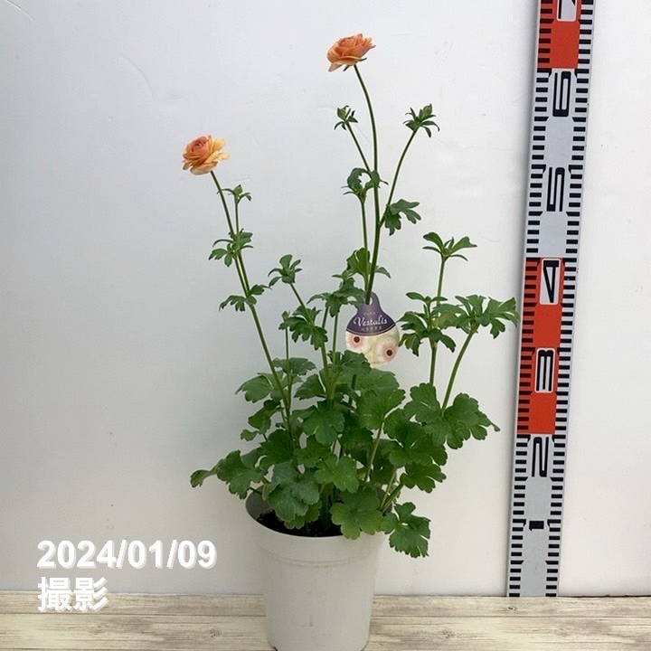 ラナンキュラス ラックスシリーズ 5号 ベスタリス｜草花10-TU | 草花