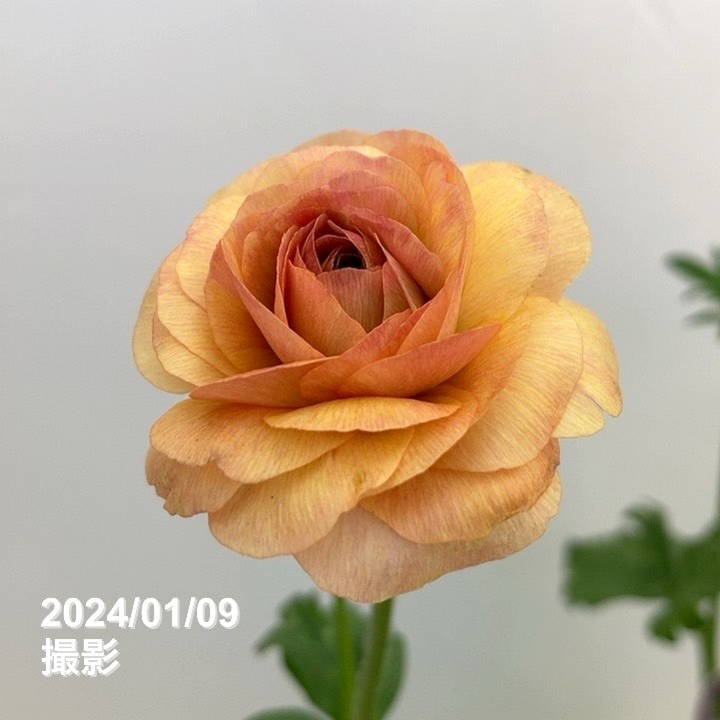 ラナンキュラス ラックスシリーズ 5号 ベスタリス｜草花10-TU | 草花 