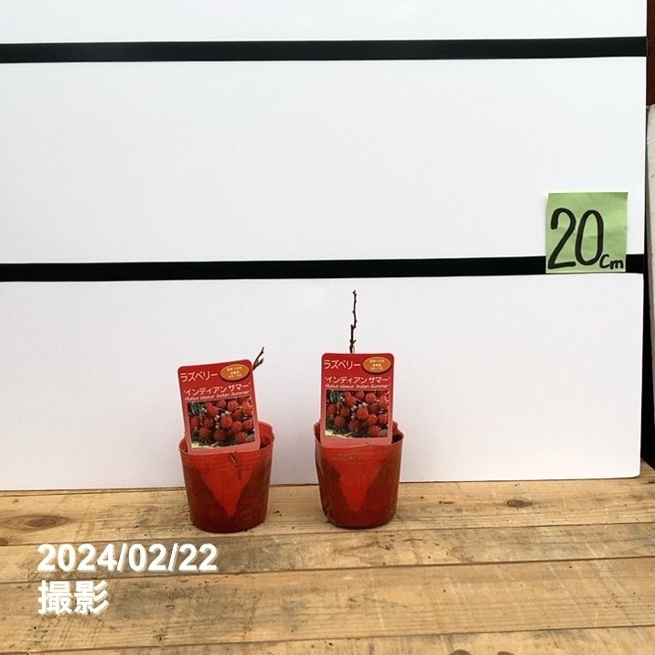 ラズベリー インディアンサマー 3号×2鉢セット｜果樹10-TU | 果樹