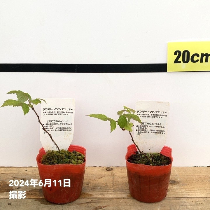 ラズベリー インディアンサマー 3号×2鉢セット｜果樹10-TU | 果樹