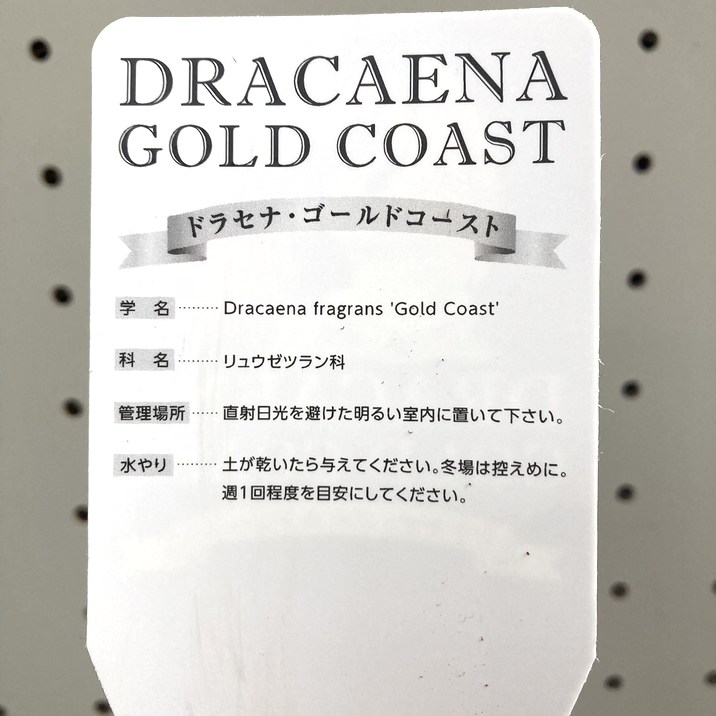 ドラセナ ゴールドコースト 7号 白プラ鉢仕様｜観葉04-PA | 観葉・多肉