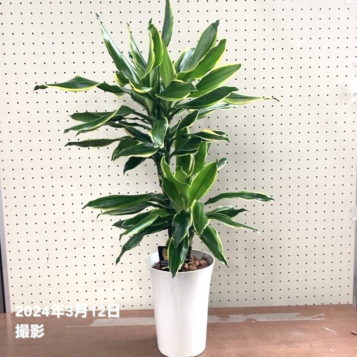 ドラセナ ゴールドコースト 7号 白プラ鉢仕様｜観葉04-PA | 観葉・多肉