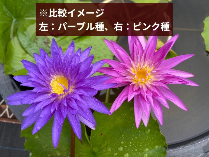 外装塗装　睡蓮花 外装塗装 睡蓮花 Amazon.co.jp: バイクパーツセンター(Bike