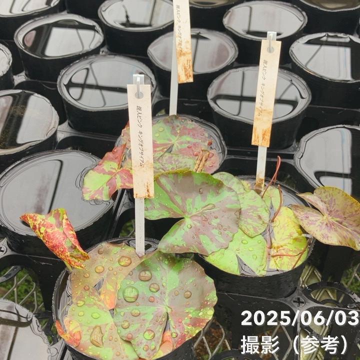 激レア数量限定】熱帯スイレン 4号 キングオブサイアム ピンク 斑入り