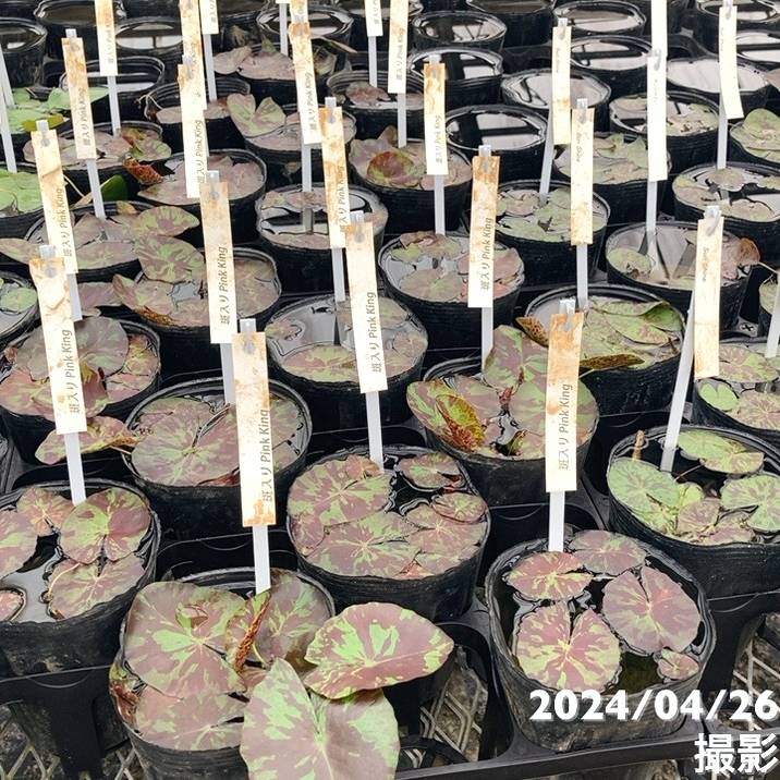 韓国　花びら盆 その他 :: Rakuten｜DEJAPAN - Bid and Buy Japan with 0