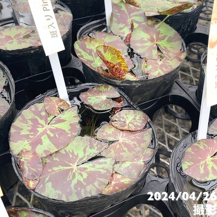 激レア数量限定】熱帯スイレン 4号 キングオブサイアム ピンク