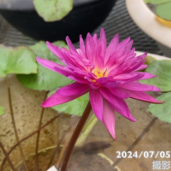 激レア数量限定】熱帯スイレン 4号 キングオブサイアム ピンク 斑入り