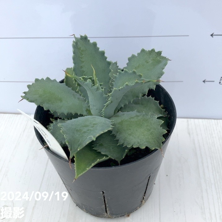 アガベ 3.5号 キャメロンブルー｜観葉01-D1 | 観葉・多肉,アガベ