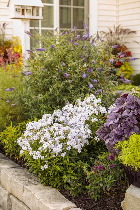 PW フロックス オープニングアクト ピンクアドット 11cmロングポット×2