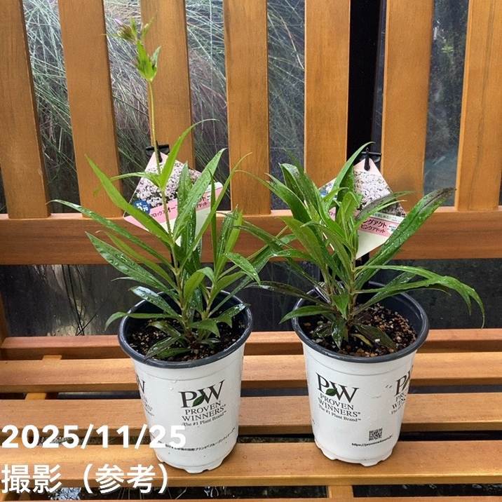 白無垢 蝶々と草花ロ お 手頃 価格ファッション - 白無垢 蝶々と草花ロ F102109971