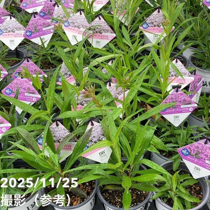 PW フロックス オープニングアクト ピンクアドット 11cmロングポット×2