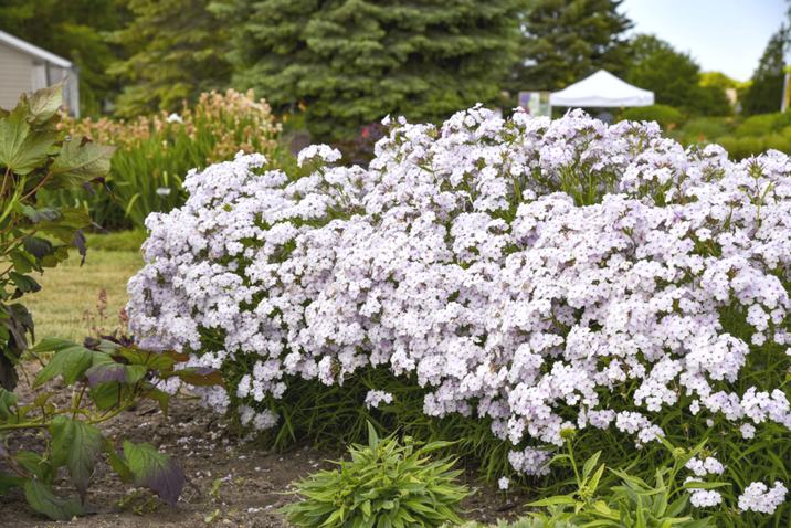 Phlox ovata ボタニカルアート イギリス「ボタニカルアート「フロックス」（小