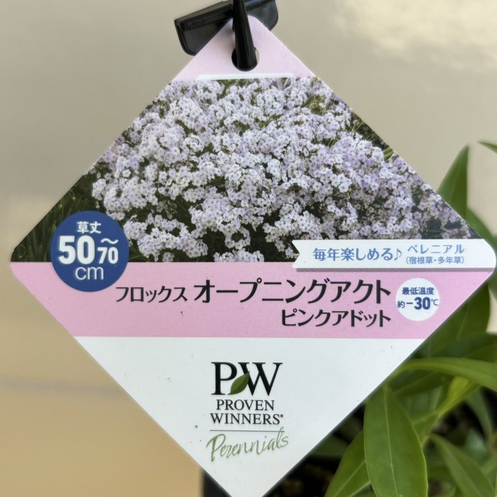 PW フロックス オープニングアクト ピンクアドット 11cmロングポット×2鉢セット|草花04-PA