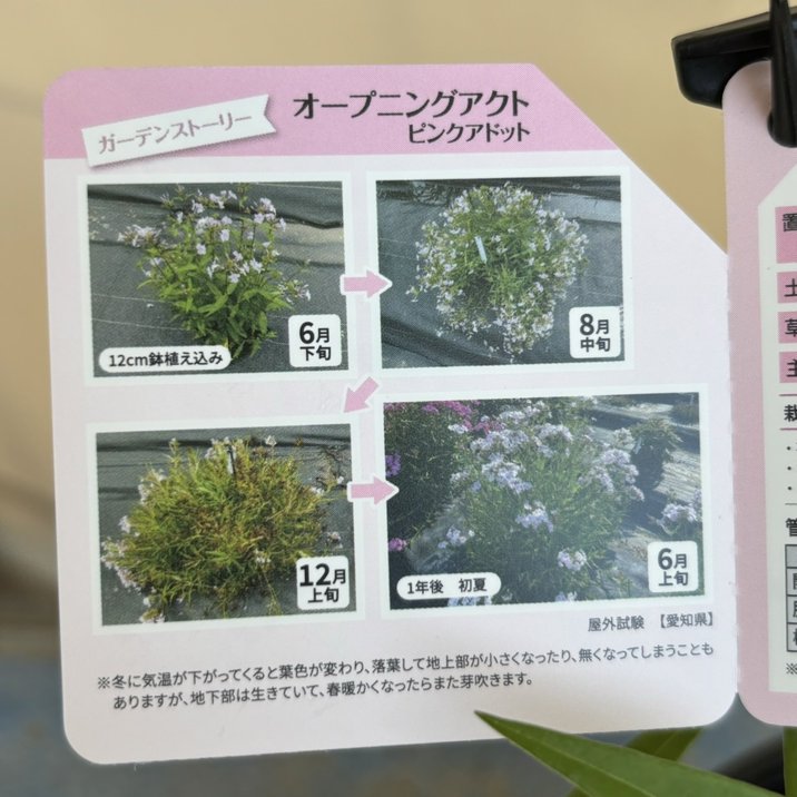 PW フロックス オープニングアクト ピンクアドット 11cmロングポット×2鉢セット|草花04-PA