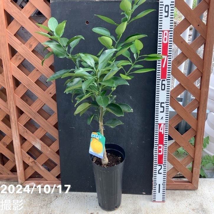 ベルガモット柑橘大苗木 レモンの横に♪ ベルガモット柑橘大苗木