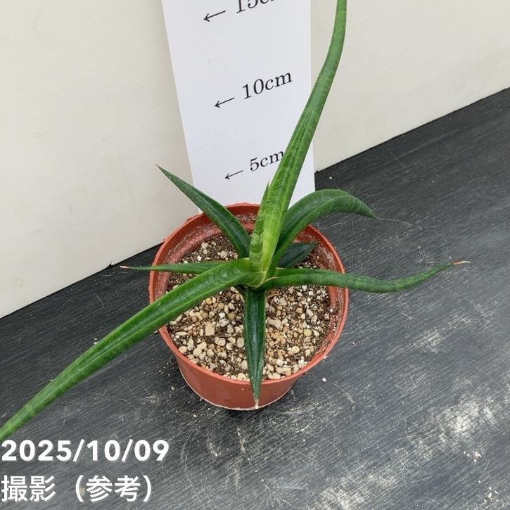 EMP サンセベリア スリ パトゥム Sri pathum / SA350 EMP サンセベリア スリ パトゥム Sri pathum / SA350 観葉植物