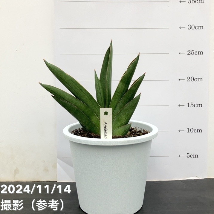 期間限定10％OFF！】【現品お届け】サンスベリア 5号 アンダマン