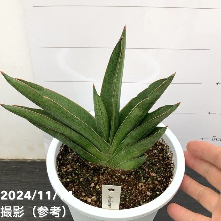 現品お届け】サンスベリア 5号 アンダマン Andaman 白プラ鉢仕様（S127
