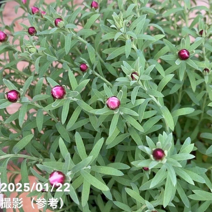 決算P5倍！8/2まで】花かんざし ブリキ鉢植え｜草花04-PA | 草花