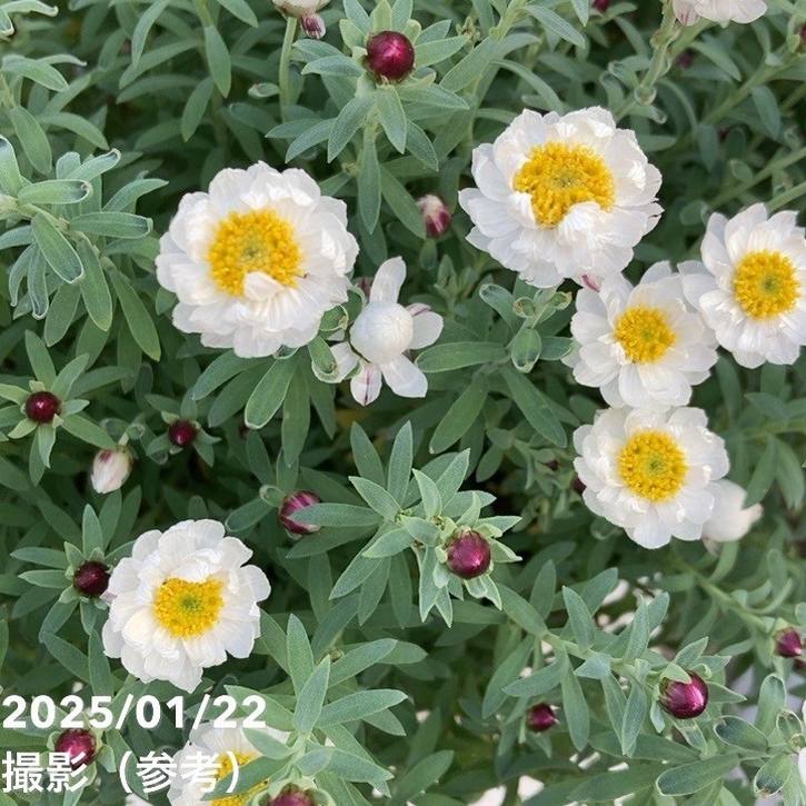 花かんざし ブリキ鉢植え｜草花04-PA | 草花 | 赤塚植物園オンライン