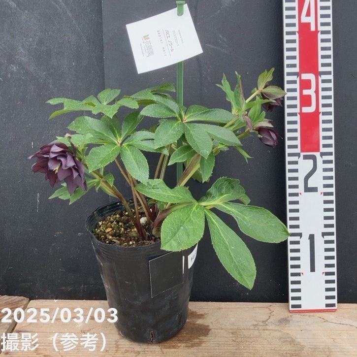 一点物】花郷園 クリスマスローズ パピエ ノワール 4.5号（KG5）｜山野