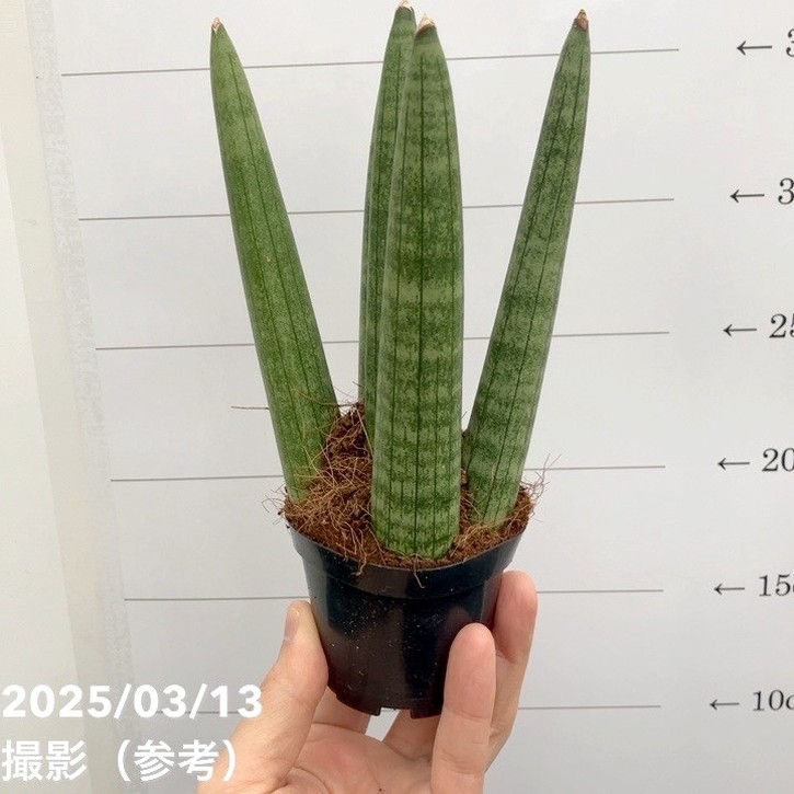 期間限定10％OFF！】サンスベリア 3号角鉢 キリンドリカ 6-7cmポット