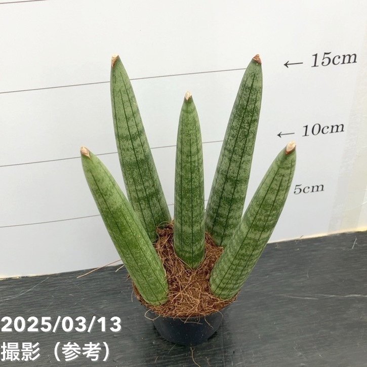 サンスベリア 3号角鉢 キリンドリカ 6-7cmポット投げ込み仕様｜観葉02