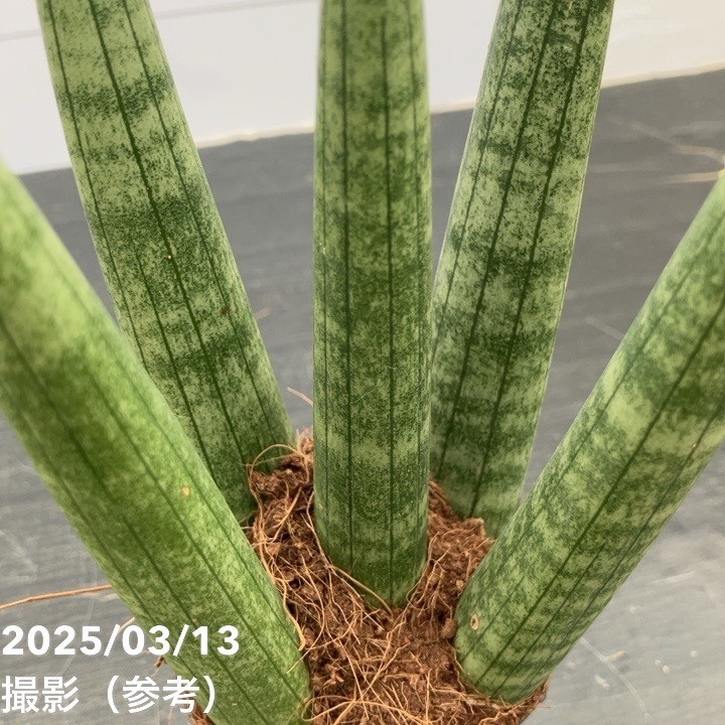 サンスベリア 3号角鉢 キリンドリカ 6-7cmポット投げ込み仕様｜観葉02