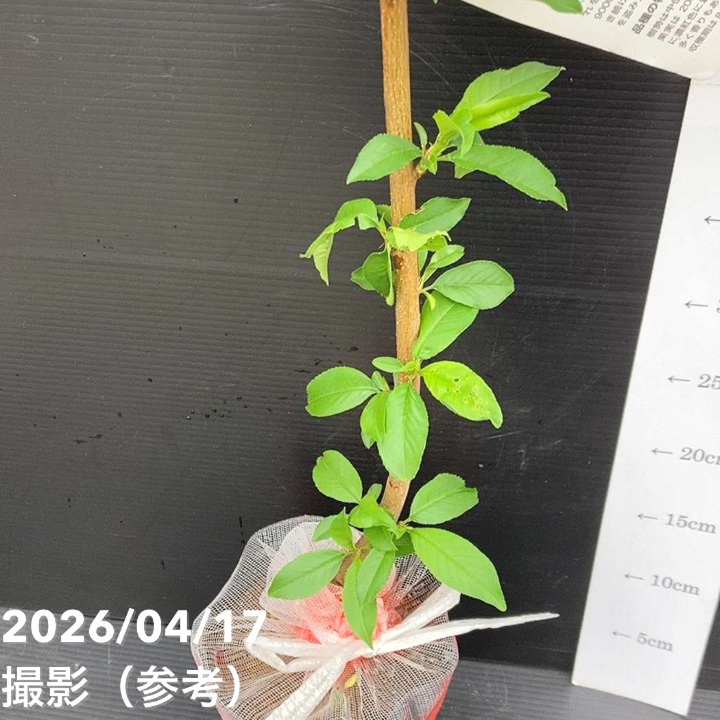 （3年生）大紅蟠桃苗木 000000063116-02.jpg?size=l&w=