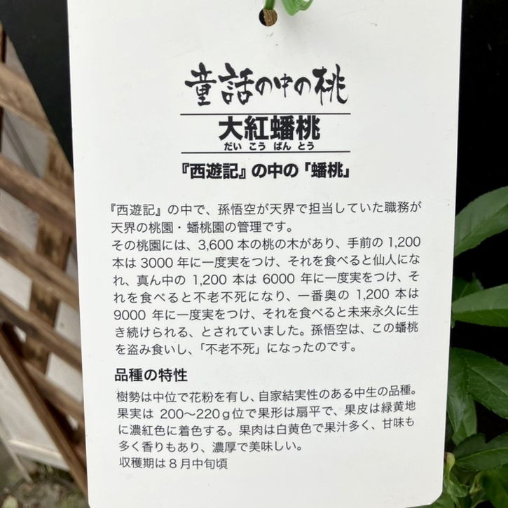桃 大紅ばんとう（蟠桃）5号ポット｜果樹04-PA | 果樹,モモ | 赤塚