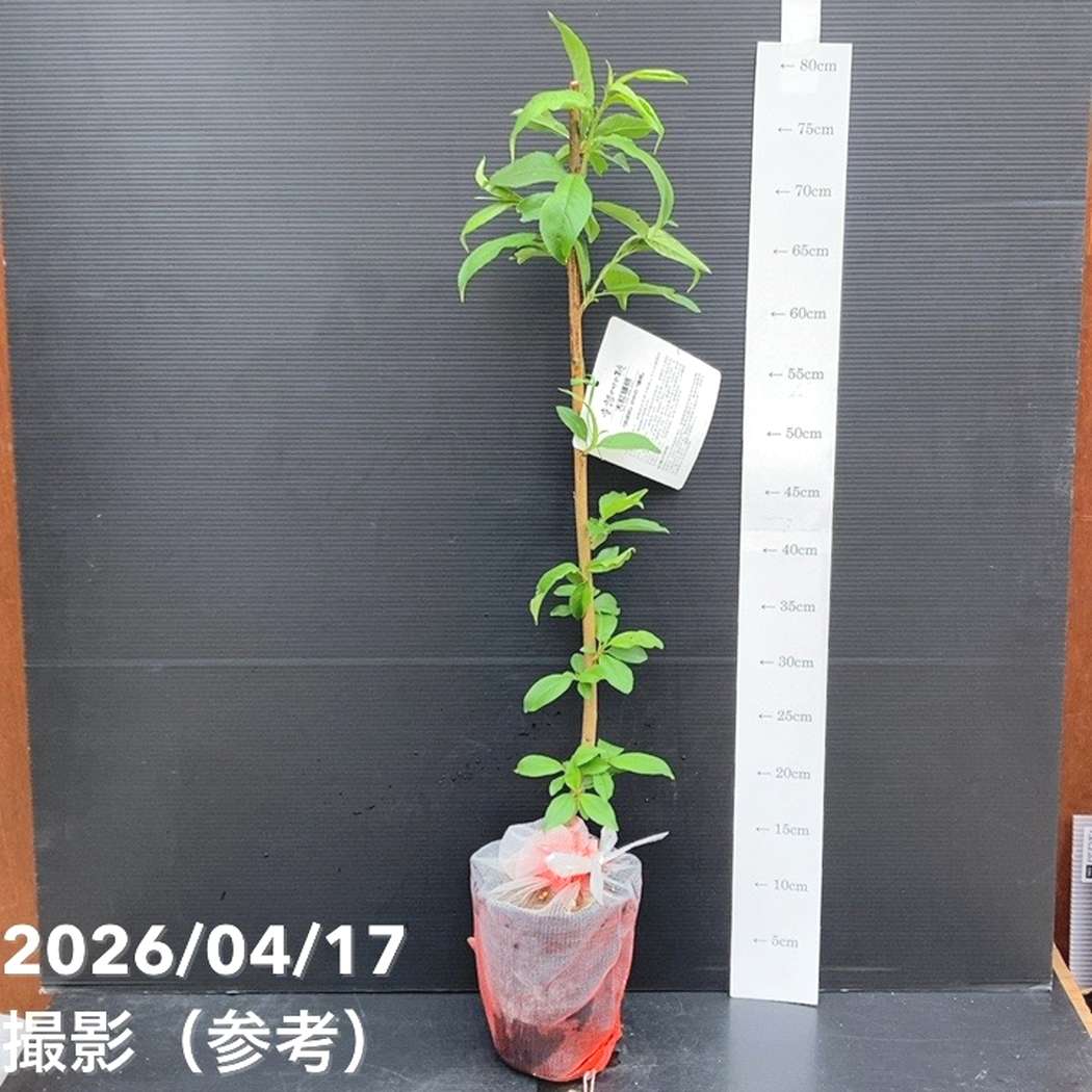 （3年生）大紅蟠桃苗木 000000063116-02.jpg?size=l&w=