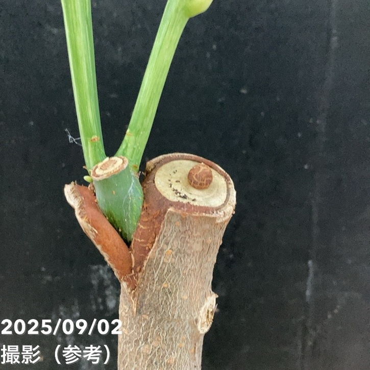 斑入りパキラ ミルキーウェイ 5号｜観葉04-PA | 観葉・多肉,パキラ